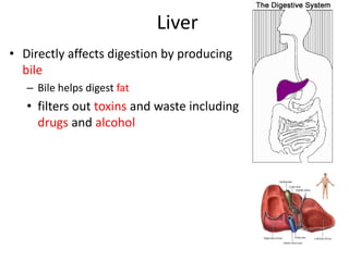 Liver
• Directly affects digestion by producing
bile
– Bile helps digest fat
• filters out toxins and waste including
drugs and alcohol
13
 