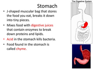 Stomach
• J-shaped muscular bag that stores
the food you eat, breaks it down
into tiny pieces.
• Mixes food with digestive juices
that contain enzymes to break
down proteins and lipids.
• Acid in the stomach kills bacteria.
• Food found in the stomach is
called chyme.
6
 