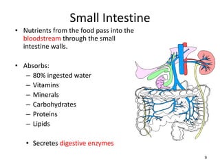 Small Intestine
• Nutrients from the food pass into the
bloodstream through the small
intestine walls.
• Absorbs:
– 80% ingested water
– Vitamins
– Minerals
– Carbohydrates
– Proteins
– Lipids
• Secretes digestive enzymes
9
 