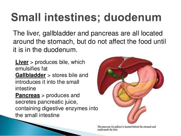 Digestion structure and_functions