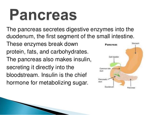 Digestion structure and_functions