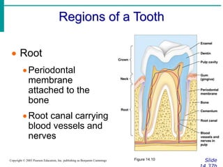 digestion system detail .ppt