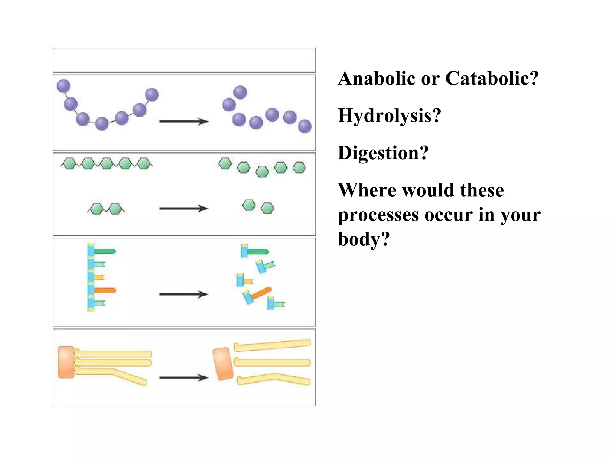Anabolic or Catabolic? Hydrolysis? Digestion? Where would these processes occur in your body? 