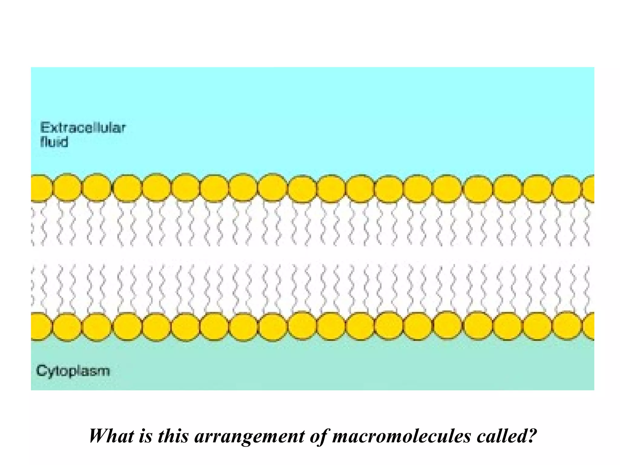 What is this arrangement of macromolecules called? 