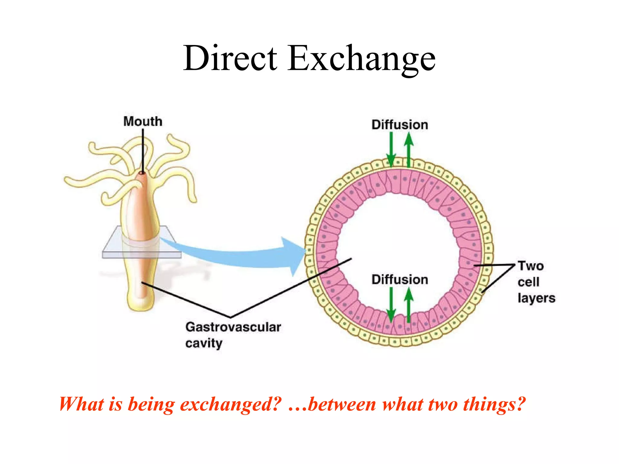 Direct Exchange What is being exchanged? …between what two things? 
