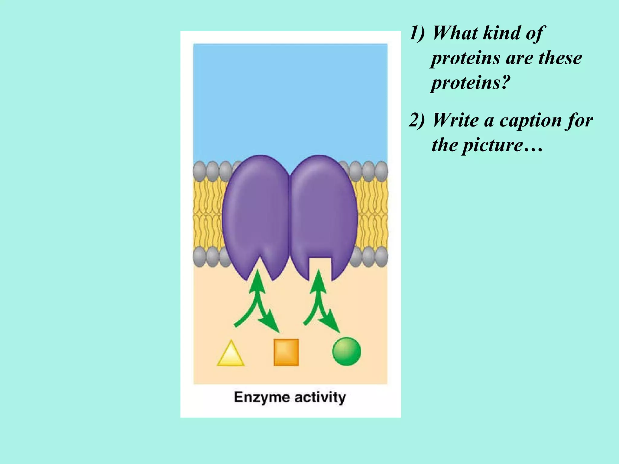 What kind of proteins are these proteins? Write a caption for the picture…  