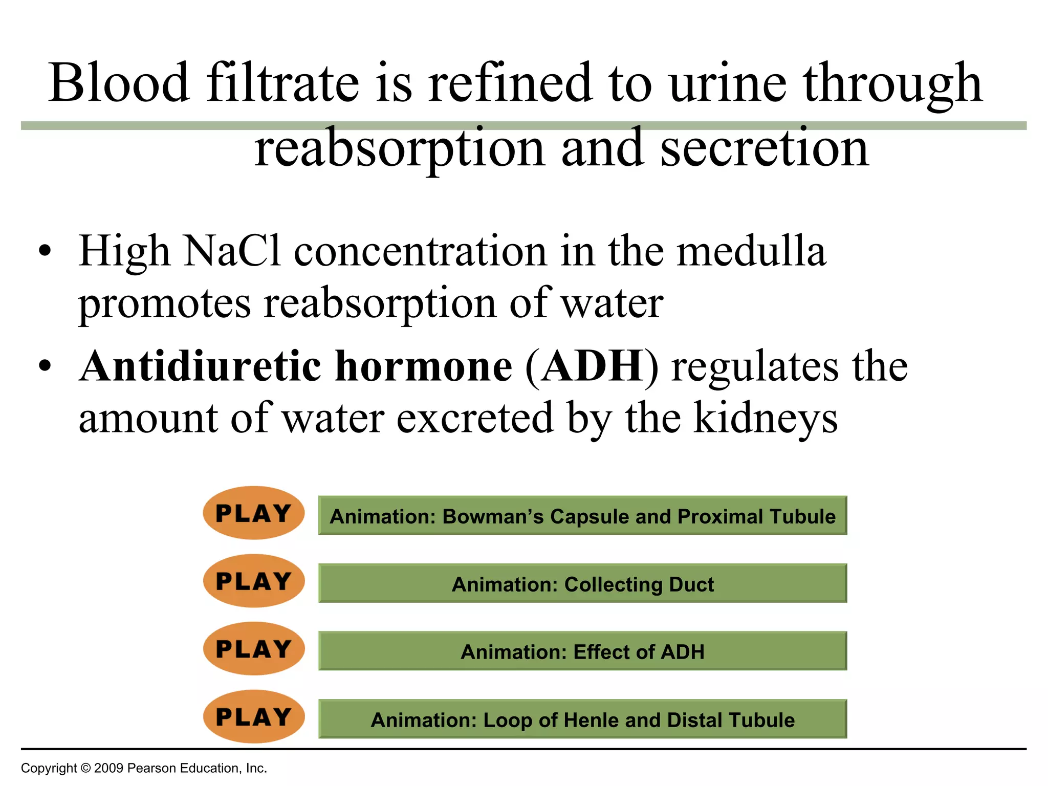 High NaCl concentration in the medulla promotes reabsorption of water Antidiuretic hormone  ( ADH ) regulates the amount of water excreted by the kidneys Blood filtrate is refined to urine through reabsorption and secretion Copyright © 2009 Pearson Education, Inc. Animation:  Bowman’s Capsule and Proximal Tubule Animation:  Collecting Duct Animation:  Effect of ADH Animation:  Loop of Henle and Distal Tubule 