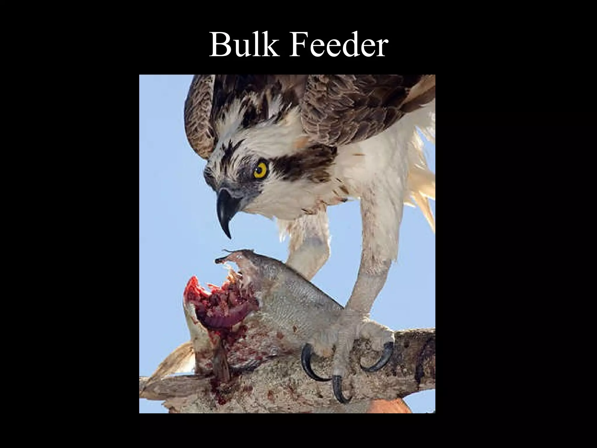 Bulk Feeder 