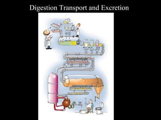 Digestion Transport and Excretion 
