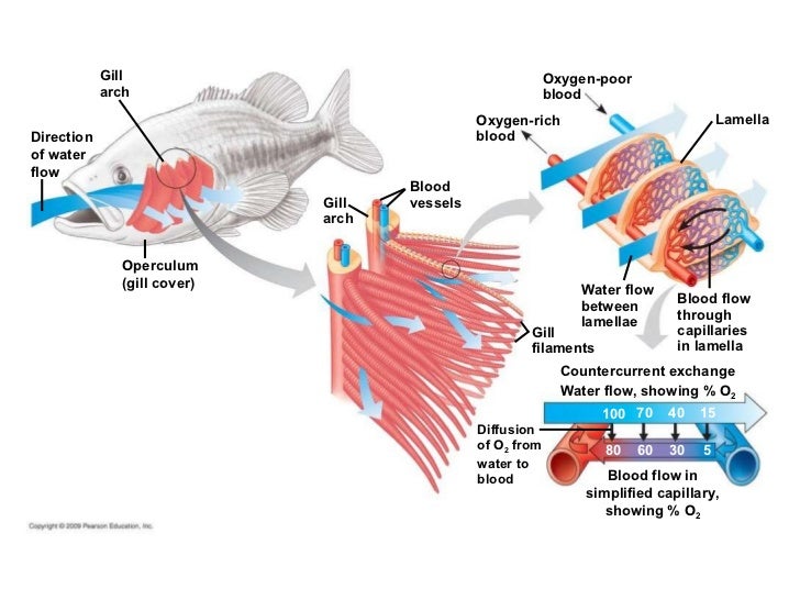 Digestion transport and excretion