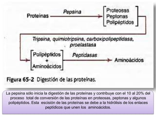 La pepsina sólo inicia la digestión de las proteínas y contribuye con el 10 al 20% del
proceso total de conversión de las proteínas en proteosas, peptonas y algunos
polipéptidos. Esta escisión de las proteínas se debe a la hidrólisis de los enlaces
peptídicos que unen los aminoácidos.
 