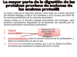 La mayor parte de la digestión proteica tiene lugar en la parte proximal
del intestino delgado, es decir, en el duodeno y en el yeyuno, por efecto de
las enzimas proteolíticas de la secreción pancreática.
Apenas entran en el intestino delgado procedentes del estómago, estos
productos parcialmente degradados de las proteínas son atacados por las
enzimas proteolíticas pancreáticas principales.
1. Tripsina
2. Quimotripsina
Separan las molé
culas proteicas en
pequeños
polipéptidos
3. Carboxipolipeptidasa ataca al extremo carboxilo de los polipéptidos y
libera los aminoácidos de uno en uno.
4. Proelastasa se convierte en elastasa, que, a su vez, digiere las fibras
de elastina que mantienen la arquitectura de las carnes.
 