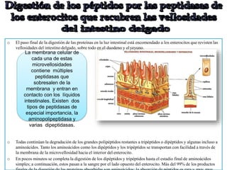 o El paso final de la digestión de las proteínas en la luz intestinal está encomendado a los enterocitos que revisten las
vellosidades del intestino delgado, sobre todo en el duodeno y elyeyuno.
La membrana celular de
cada una de estas
microvellosidades
contiene múltiples
peptidasas que
sobresalen de la
membrana y entran en
contacto con los líquidos
intestinales. Existen dos
tipos de peptidasas de
especial importancia, la
aminopolipeptidasa y
varias dipeptidasas.
o Todas continúan la degradación de los grandes polipéptidos restantes a tripéptidos o dipéptidos y algunas incluso a
aminoácidos. Tanto los aminoácidos como los dipéptidos y los tripéptidos se transportan con facilidad a través de
la membrana de la microvellosidad hacia el interior del enterocito.
o En pocos minutos se completa la digestión de los dipéptidos y tripéptidos hasta el estadio final de aminoácidos
simples; a continuación, estos pasan a la sangre por el lado opuesto del enterocito. Más del 99% de los productos
 