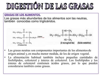 Las grasas más abundantes de los alimentos son las neutras,
también conocidas como triglicéridos.
• Las grasas neutras son componentes importantes de los alimentosde
origen animal y, en mucha menor medida, de los de origen vegetal.
• La alimentación habitual también incluye pequeñas cantidades de
fosfolípidos, colesterol y ásteres de colesterol. Los fosfolípidos y los
ésteres de colesterol contienen ácidos grasos, por lo que pueden
considerarse también como grasas.
 