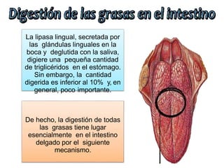 La lipasa lingual, secretada por
las glándulas linguales en la
boca y deglutida con la saliva,
digiere una pequeña cantidad
de triglicéridos en el estómago.
Sin embargo, la cantidad
digerida es inferior al 10% y, en
general, poco importante.
De hecho, la digestión de todas
las grasas tiene lugar
esencialmente en el intestino
delgado por el siguiente
mecanismo.
 