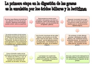 El primer paso:Reducir el tamaño de
sus glóbulos con el fin de que las
enzimas digestivas hidrosolubles
puedan actuar sobre su superficie.
Este proceso se conoce como
emulsión de la grasa y se inicia con
la agitación dentro del estómago, que
mezcla la grasa con los productos de
la digestión gástrica.
Después, la emulsión tiene lugar
sobre todo en el duodeno gracias a
la acción de la bilis, la secreción
hepática que no contiene enzima
digestiva alguna.
Sin embargo, la bilis alberga
grandes cantidades de sales
biliares y del fosfolípido lecitina,
productos ambos, en especial la
lecitina, extraordinariamente
útiles para la emulsión de las
grasas.
Una función importante de las sales
biliares y de la lecitina en la bilis,
sobre todo de esta última, consiste
en hacer que los glóbulos grasos
se fragmenten con facilidad con la
agitación del agua en el intestino
delgado.
Su acción es similar a la de muchos
detergentes ampliamente utilizados en
la limpieza del hogar para eliminar la
grasa. Cada vez que los diámetros de
los glóbulos de grasa se reducen de
modo significativo como consecuencia
de la agitación en el intestino delgado,
la superficie total expuesta aumenta
mucho.
Como el tamaño medio de las
partículas de grasa emulsionada en
el intestino es inferior a 1 |xm, el
aumento de la superficie total
causado por el proceso de
emulsión es de hasta mil veces.
Las lipasas son sustancias
hidrosolubles que sólo pueden
atacar a los glóbulos de grasa en
sus superficies
Así pues, esta función detergente de
las sales biliares y la lecitina es muy
im portante para la digestión de las
grasas.
 