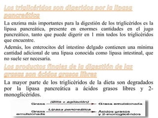 La enzima más importantes para la digestión de los triglicéridos es la
lipasa pancreática, presente en enormes cantidades en el jugo
pancreático, tanto que puede digerir en 1 min todos los triglicéridos
que encuentre.
Además, los enterocitos del intestino delgado contienen una mínima
cantidad adicional de una lipasa conocida como lipasa intestinal, que
no suele ser necesaria.
La mayor parte de los triglicéridos de la dieta son degradados
por la lipasa pancreática a ácidos grasos libres y 2-
monoglicéridos.
 