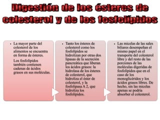 .
La mayor parte del
colesterol de los
alimentos se encuentra
en forma de ésteres.
Los fosfolípidos
también contienen
cadenas de ácidos
grasos en sus moléculas.
.
Tanto los ésteres de
colesterol como los
fosfolípidos se
hidrolizan por otras dos
lipasas de la secreción
pancreática que liberan
los ácidos grasos: la
hidrolasa de los ésteres
de colesterol, que
hidroliza el éster de
colesterol, y la
fosfolipasa A 2, que
hidroliza los
fosfolípidos.
.
Las micelas de las sales
biliares desempeñan el
mismo papel en el
transporte del colesterol
libre y del resto de las
porciones de las
moléculas digeridas de
fosfolípidos que en el
caso de los
monoglicéridos y los
ácidos grasos libres. De
hecho, sin las micelas
apenas se podría
absorber el colesterol.
 