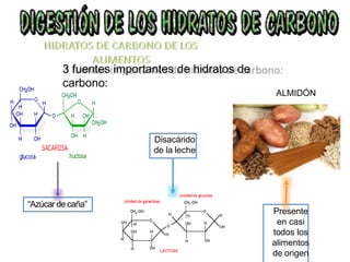 3 fuentes importantes de hidratos de
carbono:
“Azúcar de caña”
Disacárido
de la leche
Presente
en casi
todos los
alimentos
de origen
ALMIDÓN
 