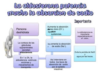 Persona
deshidrata
La corteza de las
glándulas
suprarrenales
secretan
aldosterona.
En 1 a 3h, la
aldosterona estimula
enzimas y
mecanismos de
transporte.
Inc
r
Aumenta la absorción
de
iones cloro (Cl– ),
agua y
otras
sustancias.
La aldosterona es
importante
especialmente en
el colon.
ementa la absorción
de sodio (Na+).
Evita la perdida de NaCl
y
agua por las heces.
Así interviene en
todos los tipos de
absorción de sodio
por el epitelio
intestinal.
 