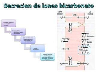 Ocurre en el íleon y
el intestino
grueso.
En las células
epiteliales de las
vellosidades.
Ellas secretan iones
bicarbonato y los
intercambian por
iones cloro.
Proceso
importante
Iones bicarbonato
alcalinos que
neutralizan productos
ácidos de bacterias
en el colon.
 