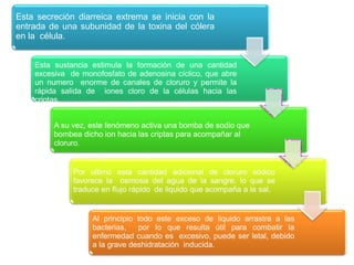 Esta secreción diarreica extrema se inicia con la
entrada de una subunidad de la toxina del cólera
en la célula.
Esta sustancia estimula la formación de una cantidad
excesiva de monofosfato de adenosina cíclico, que abre
un numero enorme de canales de cloruro y permite la
rápida salida de iones cloro de la células hacia las
criptas.
A su vez, este fenómeno activa una bomba de sodio que
bombea dicho ion hacia las criptas para acompañar al
cloruro.
Por ultimo esta cantidad adicional de cloruro sódico
favorece la osmosis del agua de la sangre, lo que se
traduce en flujo rápido de liquido que acompaña a la sal.
Al principio todo este exceso de liquido arrastra a las
bacterias, por lo que resulta útil para combatir la
enfermedad cuando es excesivo, puede ser letal, debido
a la grave deshidratación inducida.
 