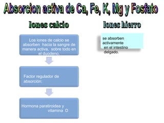 Los iones de calcio se
absorben hacia la sangre de
manera activa, sobre todo en
el duodeno.
Factor regulador de
absorción:
Hormona paratiroidea y
vitamina D
se absorben
activamente
en el intestino
delgado.
 
