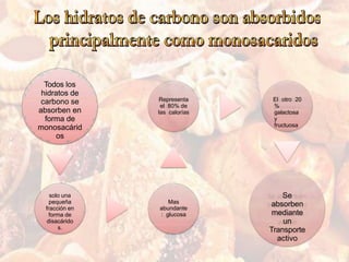 Todos los
hidratos de
carbono se
absorben en
forma de
monosacárid
os
solo una
pequeña
fracción en
forma de
disacárido
s.
Mas
abundante
: glucosa
Representa
el 80% de
las calorías
El otro 20
%
galactosa
y
fructuosa
Se
absorben
mediante
un
Transporte
activo
 