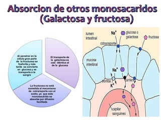El transporte de
la galactosa es
casi idéntico al
de la glucosa
La fructuosa no está
sometida al mecanismo
de cotransporte con el
sodio, ya que este
monosacárido se
absorbe por difusión
facilitada
Al penetrar en la
célula gran parte
de la fructuosa se
fosforila y más
tarde se convierte
en glucosa y se
transporta a la
sangre
 