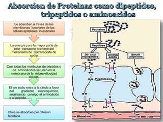 Otros se absorben por difusión
facilitada
El ion sodio entra a la célula a favor
del gradiente electroquímico,
arrastrando consigo al aminoácido
o al péptido.
Casi todas las moléculas de péptidos o
de aminoácidos se unen en la
membrana de la microvellosidad
celular.
La energía para la mayor parte de
este transporte proviene del
mecanismo de Cotransporte de
sodio
Se absorben a través de las
membranas luminares de las
células epiteliales intestinales
 