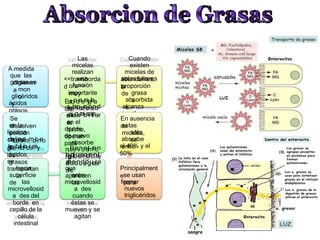 A medida
que las
grasas se
digieren
a mon
o
glicéridos
y
ácidos
grasos
Se
disuelven
en la
porción
lipídica
central
deLloassmmoicneo
las
glicébriildiaorsesy
los
ácidos
grasos
se
transportan
hacia
la
superficie
de las
microvellosid
a des del
borde en
cepillo de la
célula
intestinal
que
aparecen
entre
las
microvellosid
a des
cuando
éstas se
mueven y se
agitan
en el
quimo,
donde
operan
de nuevo
para
absorbe
r
nuPeev
no
es
t
m
r
ao
n
no
ingclilcuésroideonsly
as
áhcied
n
o
ds
i
dg
u
r
ar
s
a
oss
Las
micelas
realizan
una
función
<<transborda
d ora>>
muy
importante
Estopdaerajalaa
las
am
bsiocerclaió
snd
d
ee
salegsrabsialisa.r
es
Cuando
existen
micelas de
sales biliares
abundantes,
la
proporción
de grasa
s
absorbida
s
alcanza
hasta
el
97%
En ausencia
de
estas
micelas,
sólo
se
absorbe
entre
el 40% y el
50%
Principalment
ese usan
para
formar
nuevos
triglicéridos
 