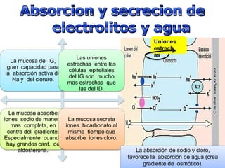 La mucosa del IG,
gran capacidad para
la absorción activa de
Na y del cloruro.
Las uniones
estrechas entre las
células epiteliales
del IG son mucho
mas estrechas que
las del ID.
La mucosa absorbe
iones sodio de manera
mas completa, en
contra del gradiente.
Especialmente cuando
hay grandes cant. de
aldosterona.
La mucosa secreta
iones bicarbonato al
mismo tiempo que
absorbe iones cloro.
Uniones
estrech
as
La absorción de sodio y cloro,
favorece la absorción de agua (crea
gradiente de osmótico).
 