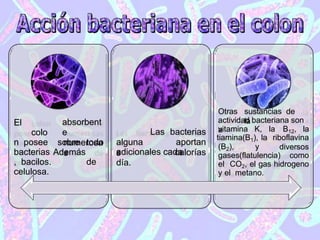 absorbent
e
numerosa
s
sobre todo
Además
de
El
colo
n posee
bacterias
, bacilos.
celulosa.
alguna
s
Las bacterias
aportan
calorías
adicionales cada
día.
Otras sustancias de
la
actividad bacteriana son
a
vitamina K, la B12, la
(B2), y
tiamina(B1), la riboflavina
diversos
gases(flatulencia) como
el CO2, el gas hidrogeno
y el metano.
 