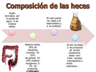Están
formadas por
¾ partes de
agua, ¼ de
materia
sólida.
Materia sólida:
30% de
bacterias
muertas, 10-
20%
de grasas, 10-
20% materia
inorgánica, 2-
3% de
proteínas,
componente
El color pardo
se debe a la
estercobilina y
a la urobilina.
El olor se debe
a los producto
de acción
bacteriana,
estos son:
indol, escatol,
mercaptanos y
acido
sulfhídrico.
 