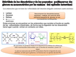 Los enterocitos que revisten las vellosidades del intestino delgado contienen cuatro enzimas:
 Lactasa
 Sacarasa
 Maltasa
 a-
dextrinasa
Estas enzimas se encuentran en los enterocitos que revisten el borde en cepillo
de las vellosidades intestinales, de forma que la digestión de los disacáridos
tiene lugar cuando entran en contacto con ellas.
Descomponen los disacáridos lactosa,
sacarosa y maltosa, así como los otros
polímeros pequeños de glucosa, en sus
monosacáridos constituyentes.
De esta forma, los productos finales de la digestión de los hidratos de carbonoson
todos monosacáridos hidrosolubles, que se absorben de inmediato y pasan a la
sangre.
La glucosa representa más del 80% del producto final de la digestión de estos
alimentos, en tanto que la galactosa y la fructosa rara vez aportan más del 10%.
 