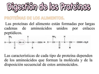 Las proteínas del alimento están formadas por largas
cadenas de aminoácidos unidos por enlaces
peptídicos.
Las características de cada tipo de proteína dependen
de los aminoácidos que forman la molécula y de la
disposición secuencial de estos aminoácidos.
 