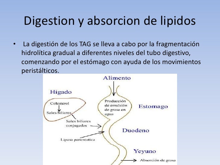 Digestion y absorcion de carbohidratos,proteinas,lipidos Digestion y absorcion de carbohidratos,proteinas,lipidos