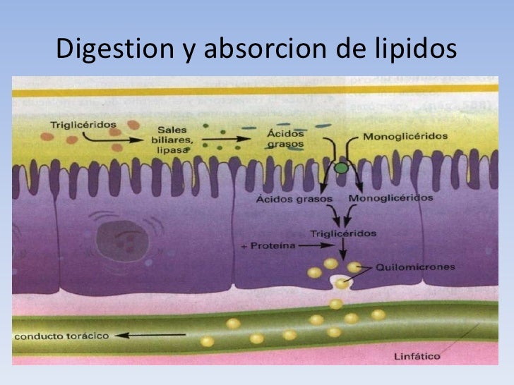Digestion y absorcion de carbohidratos,proteinas,lipidos Digestion y absorcion de carbohidratos,proteinas,lipidos
