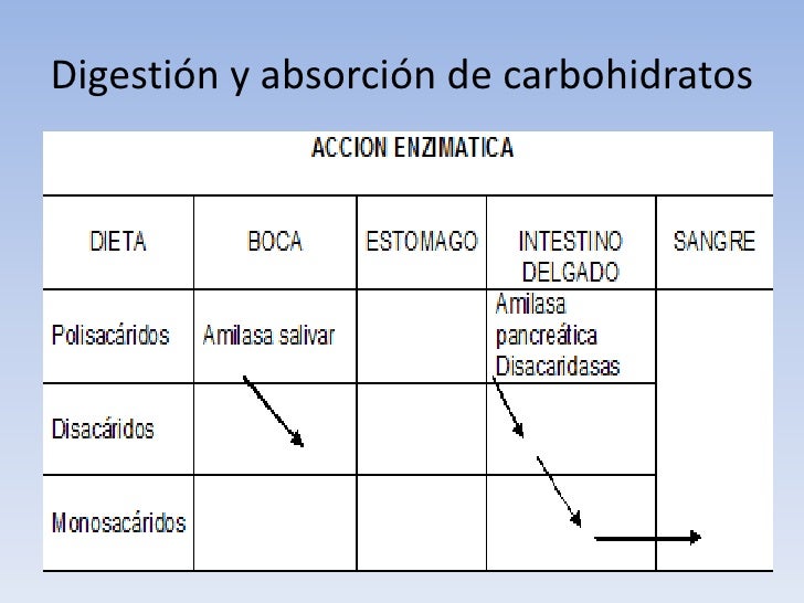 Digestion y absorcion de carbohidratos,proteinas,lipidos Digestion y absorcion de carbohidratos,proteinas,lipidos
