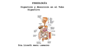 FISIOLOGÍA
Digestión y Absorción en el Tubo
Digestivo
Dra.Lizeth Manu Camacho
 