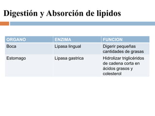 Digestión y Absorción de lipidos
ORGANO ENZIMA FUNCION
Boca Lipasa lingual Digerir pequeñas
cantidades de grasas
Estomago ...