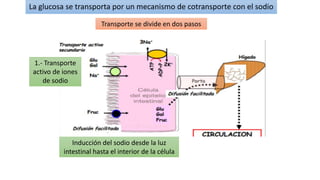La glucosa se transporta por un mecanismo de cotransporte con el sodio
Transporte se divide en dos pasos
1.- Transporte
activo de iones
de sodio
Inducción del sodio desde la luz
intestinal hasta el interior de la célula
 