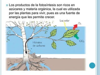  Los productos de la fotosíntesis son ricos en 
azúcares y materia orgánica, la cual es utilizada 
por las plantas para vivir, pues es una fuente de 
energía que les permite crecer. 
 