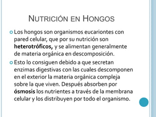 NUTRICIÓN EN HONGOS 
 Los hongos son organismos eucariontes con 
pared celular, que por su nutrición son 
heterotróficos, y se alimentan generalmente 
de materia orgánica en descomposición. 
 Esto lo consiguen debido a que secretan 
enzimas digestivas con las cuales descomponen 
en el exterior la materia orgánica compleja 
sobre la que viven. Después absorben por 
ósmosis los nutrientes a través de la membrana 
celular y los distribuyen por todo el organismo. 
 