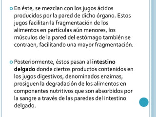  En éste, se mezclan con los jugos ácidos 
producidos por la pared de dicho órgano. Estos 
jugos facilitan la fragmentación de los 
alimentos en partículas aún menores, los 
músculos de la pared del estómago también se 
contraen, facilitando una mayor fragmentación. 
 Posteriormente, éstos pasan al intestino 
delgado donde ciertos productos contenidos en 
los jugos digestivos, denominados enzimas, 
prosiguen la degradación de los alimentos en 
componentes nutritivos que son absorbidos por 
la sangre a través de las paredes del intestino 
delgado. 
 