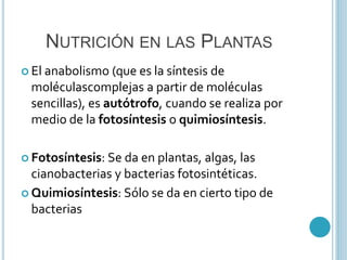 NUTRICIÓN EN LAS PLANTAS 
 El anabolismo (que es la síntesis de 
moléculascomplejas a partir de moléculas 
sencillas), es autótrofo, cuando se realiza por 
medio de la fotosíntesis o quimiosíntesis. 
 Fotosíntesis: Se da en plantas, algas, las 
cianobacterias y bacterias fotosintéticas. 
 Quimiosíntesis: Sólo se da en cierto tipo de 
bacterias 
 