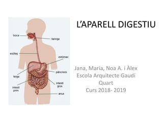 L’APARELL DIGESTIU
Jana, Maria, Noa A. i Àlex
Escola Arquitecte Gaudí
Quart
Curs 2018- 2019
 