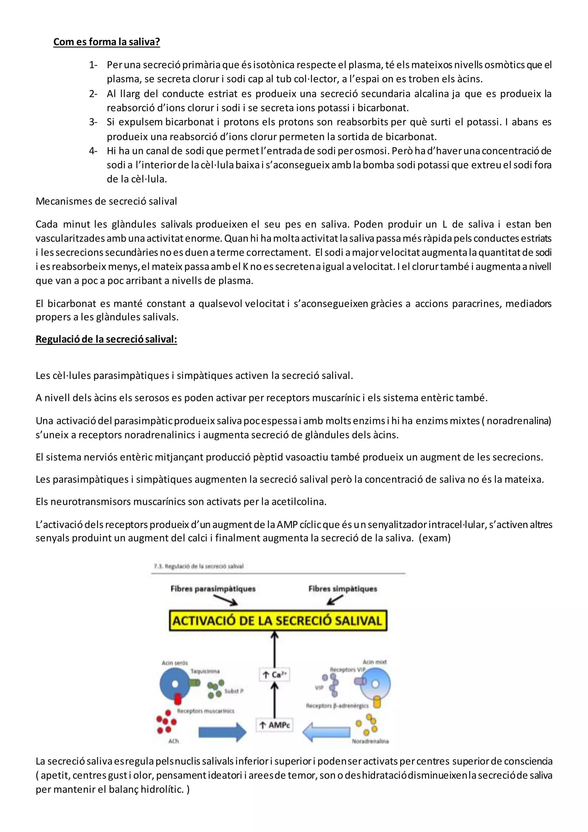 Com es forma la saliva?
1- Peruna secrecióprimàriaque ésisotònica respecte el plasma,té elsmateixosnivellsosmòticsque el
plasma, se secreta clorur i sodi cap al tub col·lector, a l’espai on es troben els àcins.
2- Al llarg del conducte estriat es produeix una secreció secundaria alcalina ja que es produeix la
reabsorció d’ions clorur i sodi i se secreta ions potassi i bicarbonat.
3- Si expulsem bicarbonat i protons els protons son reabsorbits per què surti el potassi. I abans es
produeix una reabsorció d’ions clorur permeten la sortida de bicarbonat.
4- Hi ha un canal de sodi que permetl’entradade sodi perosmosi.Peròhad’haverunaconcentracióde
sodi a l’interiorde lacèl·lulabaixai s’aconsegueix amblabomba sodi potassi que extreuel sodi fora
de la cèl·lula.
Mecanismes de secreció salival
Cada minut les glàndules salivals produeixen el seu pes en saliva. Poden produir un L de saliva i estan ben
vascularitzadesambunaactivitatenorme.Quanhi hamoltaactivitatlasalivapassamésràpidapelsconductesestriats
i lessecrecionssecundàriesnoesduenaterme correctament. El sodi amajorvelocitataugmentalaquantitatde sodi
i esreabsorbeix menys,el mateix passaambel Knoessecretenaigual avelocitat.Iel clorurtambé i augmentaanivell
que van a poc a poc arribant a nivells de plasma.
El bicarbonat es manté constant a qualsevol velocitat i s’aconsegueixen gràcies a accions paracrines, mediadors
propers a les glàndules salivals.
Regulacióde la secreciósalival:
Les cèl·lules parasimpàtiques i simpàtiques activen la secreció salival.
A nivell dels àcins els serosos es poden activar per receptors muscarínic i els sistema entèric també.
Una activaciódel parasimpàticprodueix salivapocespessai amb moltsenzimsi hi ha enzimsmixtes( noradrenalina)
s’uneix a receptors noradrenalinics i augmenta secreció de glàndules dels àcins.
El sistema nerviós entèric mitjançant producció pèptid vasoactiu també produeix un augment de les secrecions.
Les parasimpàtiques i simpàtiques augmenten la secreció salival però la concentració de saliva no és la mateixa.
Els neurotransmisors muscarínics son activats per la acetilcolina.
L’activaciódelsreceptorsprodueix d’unaugmentde laAMPcíclicque ésunsenyalitzadorintracel·lular,s’activenaltres
senyals produint un augment del calci i finalment augmenta la secreció de la saliva. (exam)
La secreciósalivaesregulapelsnuclissalivalsinferiori superiori podenseractivatspercentres superiorde consciencia
( apetit,centresgusti olor,pensamentideatori i areesde temor,sonodeshidrataciódisminueixenlasecrecióde saliva
per mantenir el balanç hidrolític. )
 