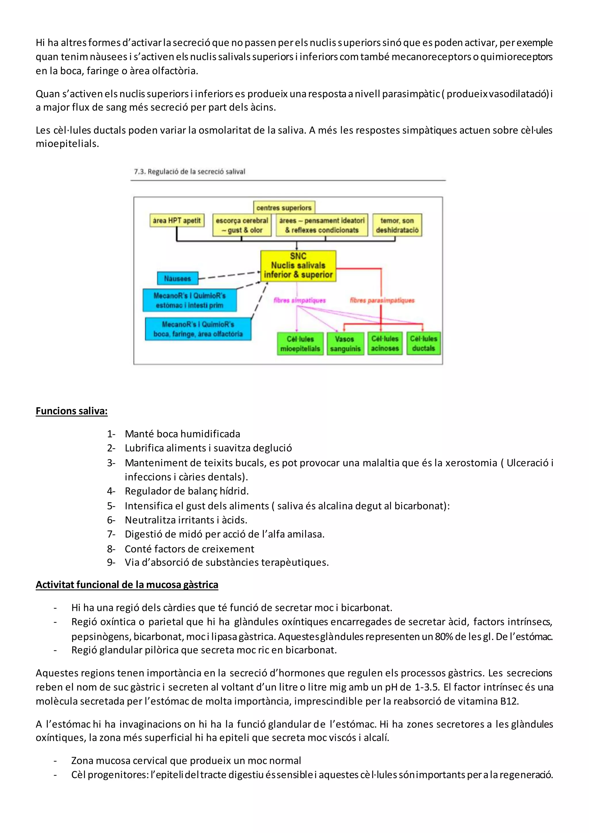 Hi ha altresformesd’activarlasecrecióque nopassenperelsnuclissuperiorssinóque espodenactivar,perexemple
quan tenimnàusees i s’activenelsnuclissalivalssuperiorsi inferiorscomtambé mecanoreceptorsoquimioreceptors
en la boca, faringe o àrea olfactòria.
Quan s’activenelsnuclissuperiorsi inferiorses produeix unarespostaanivell parasimpàtic( produeixvasodilatació)i
a major flux de sang més secreció per part dels àcins.
Les cèl·lules ductals poden variar la osmolaritat de la saliva. A més les respostes simpàtiques actuen sobre cèl·ules
mioepitelials.
Funcions saliva:
1- Manté boca humidificada
2- Lubrifica aliments i suavitza deglució
3- Manteniment de teixits bucals, es pot provocar una malaltia que és la xerostomia ( Ulceració i
infeccions i càries dentals).
4- Regulador de balanç hídrid.
5- Intensifica el gust dels aliments ( saliva és alcalina degut al bicarbonat):
6- Neutralitza irritants i àcids.
7- Digestió de midó per acció de l’alfa amilasa.
8- Conté factors de creixement
9- Via d’absorció de substàncies terapèutiques.
Activitat funcional de la mucosa gàstrica
- Hi ha una regió dels càrdies que té funció de secretar moc i bicarbonat.
- Regió oxíntica o parietal que hi ha glàndules oxíntiques encarregades de secretar àcid, factors intrínsecs,
pepsinògens,bicarbonat,moci lipasagàstrica.Aquestesglàndulesrepresentenun80% de lesgl.De l’estómac.
- Regió glandular pilòrica que secreta moc ric en bicarbonat.
Aquestes regions tenen importància en la secreció d’hormones que regulen els processos gàstrics. Les secrecions
reben el nom de suc gàstric i secreten al voltant d’un litre o litre mig amb un pH de 1-3.5. El factor intrínsec és una
molècula secretada per l’estómac de molta importància, imprescindible per la reabsorció de vitamina B12.
A l’estómac hi ha invaginacions on hi ha la funció glandular de l’estómac. Hi ha zones secretores a les glàndules
oxíntiques, la zona més superficial hi ha epiteli que secreta moc viscós i alcalí.
- Zona mucosa cervical que produeix un moc normal
- Cèl progenitores:l’epitelideltracte digestiuéssensiblei aquestescèl·lulessónimportantsperalaregeneració.
 