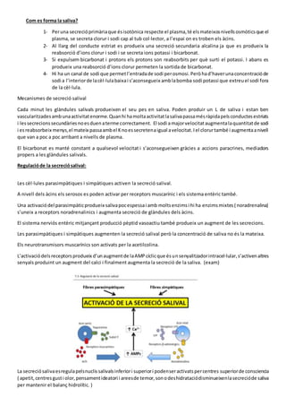 Com es forma la saliva?
1- Peruna secrecióprimàriaque ésisotònica respecte el plasma,té elsmateixosnivellsosmòticsque el
plasma, se secreta clorur i sodi cap al tub col·lector, a l’espai on es troben els àcins.
2- Al llarg del conducte estriat es produeix una secreció secundaria alcalina ja que es produeix la
reabsorció d’ions clorur i sodi i se secreta ions potassi i bicarbonat.
3- Si expulsem bicarbonat i protons els protons son reabsorbits per què surti el potassi. I abans es
produeix una reabsorció d’ions clorur permeten la sortida de bicarbonat.
4- Hi ha un canal de sodi que permetl’entradade sodi perosmosi.Peròhad’haverunaconcentracióde
sodi a l’interiorde lacèl·lulabaixai s’aconsegueix amblabomba sodi potassi que extreuel sodi fora
de la cèl·lula.
Mecanismes de secreció salival
Cada minut les glàndules salivals produeixen el seu pes en saliva. Poden produir un L de saliva i estan ben
vascularitzadesambunaactivitatenorme.Quanhi hamoltaactivitatlasalivapassamésràpidapelsconductesestriats
i lessecrecionssecundàriesnoesduenaterme correctament. El sodi amajorvelocitataugmentalaquantitatde sodi
i esreabsorbeix menys,el mateix passaambel Knoessecretenaigual avelocitat.Iel clorurtambé i augmentaanivell
que van a poc a poc arribant a nivells de plasma.
El bicarbonat es manté constant a qualsevol velocitat i s’aconsegueixen gràcies a accions paracrines, mediadors
propers a les glàndules salivals.
Regulacióde la secreciósalival:
Les cèl·lules parasimpàtiques i simpàtiques activen la secreció salival.
A nivell dels àcins els serosos es poden activar per receptors muscarínic i els sistema entèric també.
Una activaciódel parasimpàticprodueix salivapocespessai amb moltsenzimsi hi ha enzimsmixtes( noradrenalina)
s’uneix a receptors noradrenalinics i augmenta secreció de glàndules dels àcins.
El sistema nerviós entèric mitjançant producció pèptid vasoactiu també produeix un augment de les secrecions.
Les parasimpàtiques i simpàtiques augmenten la secreció salival però la concentració de saliva no és la mateixa.
Els neurotransmisors muscarínics son activats per la acetilcolina.
L’activaciódelsreceptorsprodueix d’unaugmentde laAMPcíclicque ésunsenyalitzadorintracel·lular,s’activenaltres
senyals produint un augment del calci i finalment augmenta la secreció de la saliva. (exam)
La secreciósalivaesregulapelsnuclissalivalsinferiori superiori podenseractivatspercentres superiorde consciencia
( apetit,centresgusti olor,pensamentideatori i areesde temor,sonodeshidrataciódisminueixenlasecrecióde saliva
per mantenir el balanç hidrolític. )
 